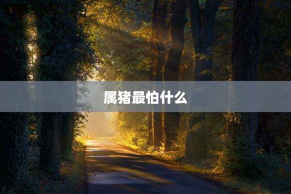 属猪最怕什么