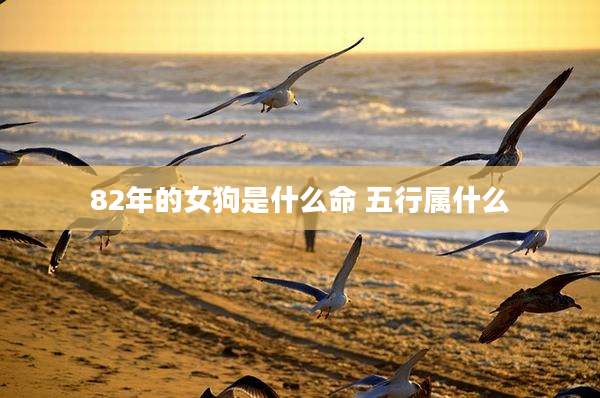 82年的女狗是什么命 五行属什么