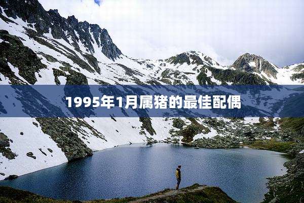 1995年1月属猪的最佳配偶