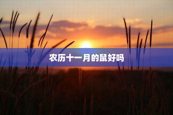 农历十一月的鼠好吗