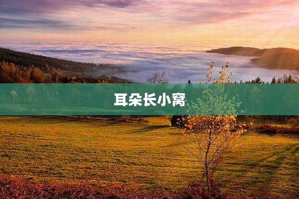 耳朵长小窝