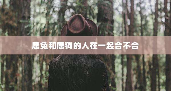 属兔和属狗的人在一起合不合