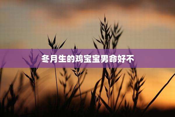 冬月生的鸡宝宝男命好不