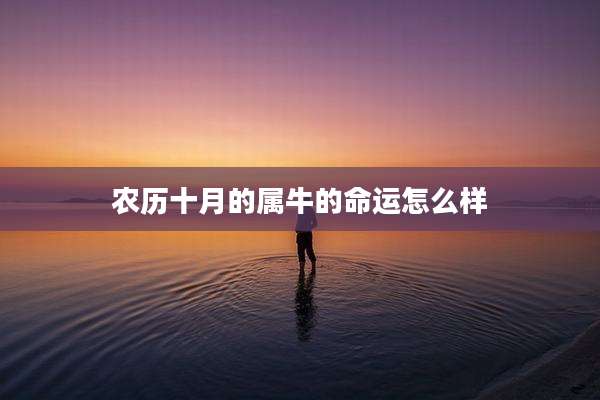 农历十月的属牛的命运怎么样