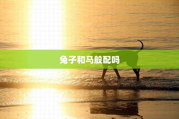 兔子和马般配吗