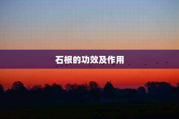 石根的功效及作用