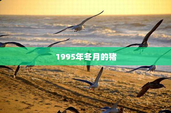 1995年冬月的猪