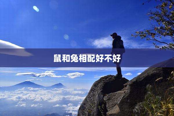 鼠和兔相配好不好