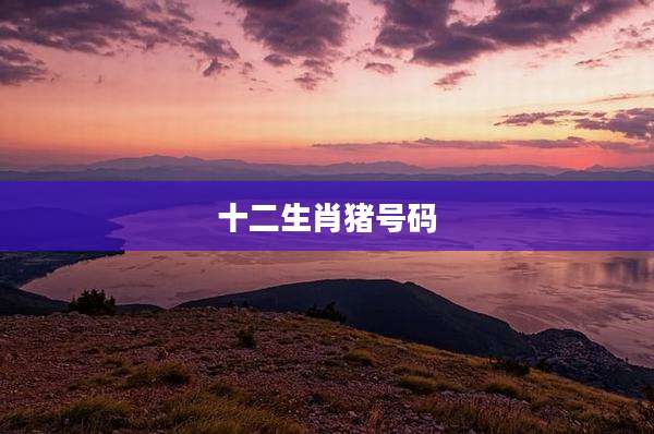 十二生肖猪号码