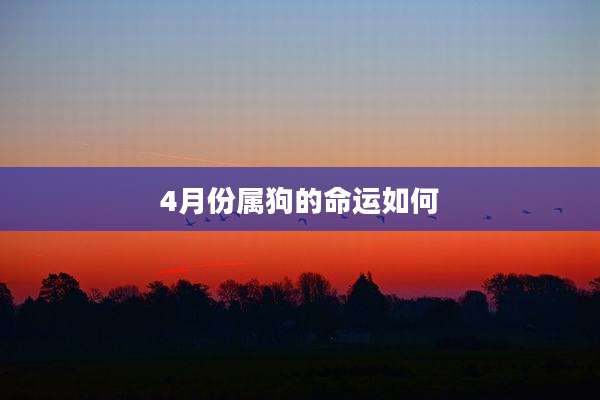 4月份属狗的命运如何