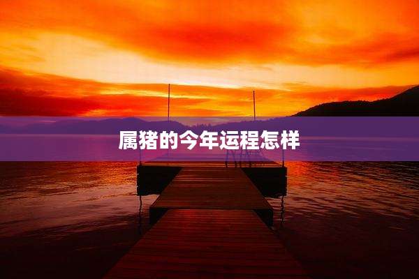 属猪的今年运程怎样