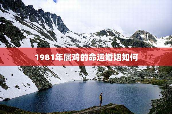 1981年属鸡的命运婚姻如何