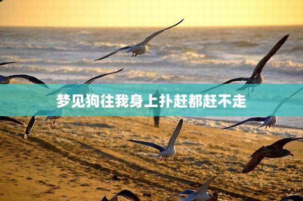 梦见狗往我身上扑赶都赶不走
