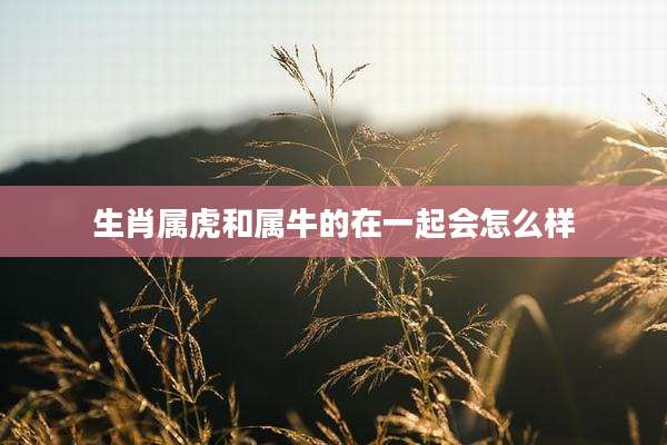 生肖属虎和属牛的在一起会怎么样