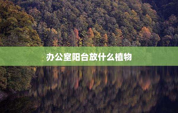 办公室阳台放什么植物