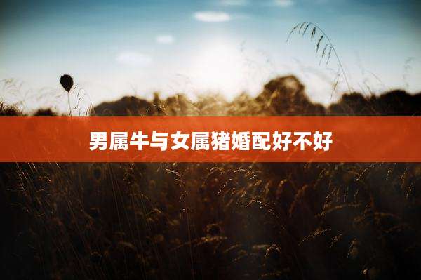 男属牛与女属猪婚配好不好