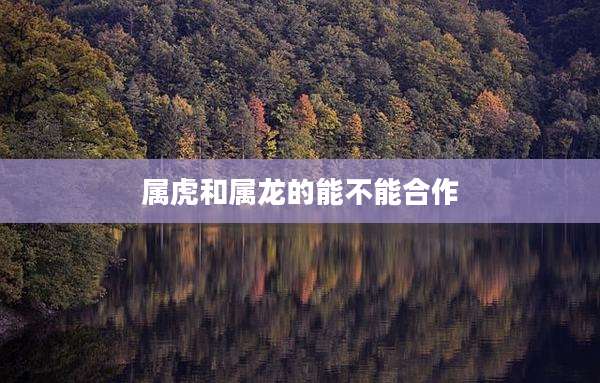 属虎和属龙的能不能合作