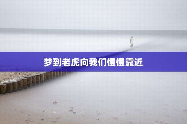 梦到老虎向我们慢慢靠近