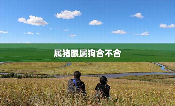 属猪跟属狗合不合