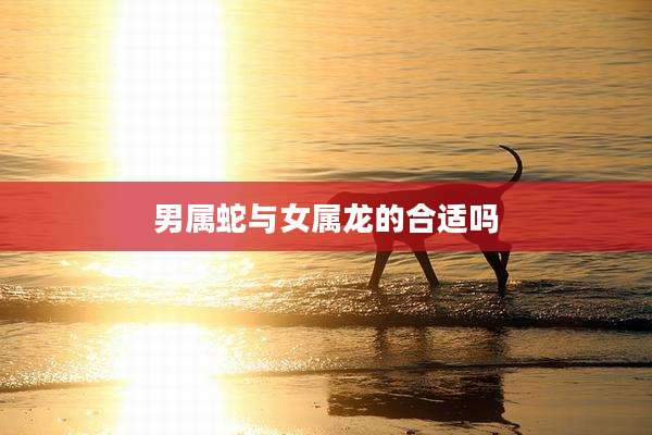 男属蛇与女属龙的合适吗