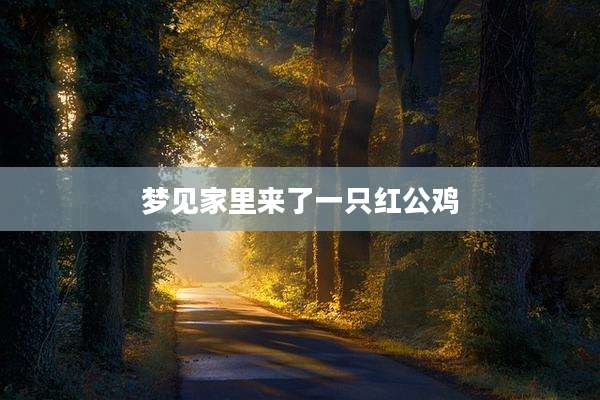 梦见家里来了一只红公鸡