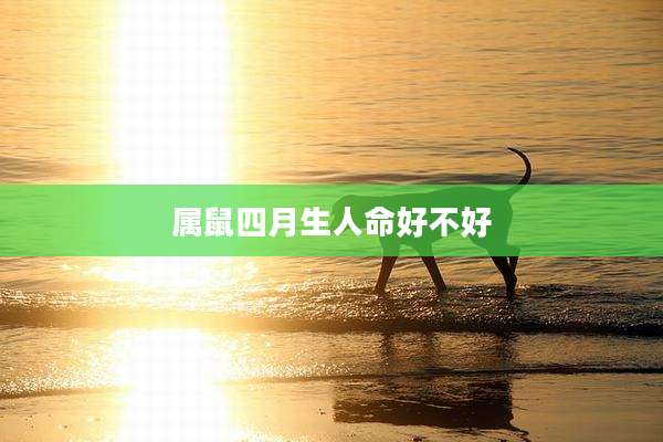 属鼠四月生人命好不好
