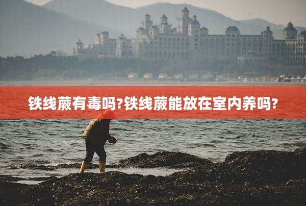 铁线蕨有毒吗?铁线蕨能放在室内养吗?