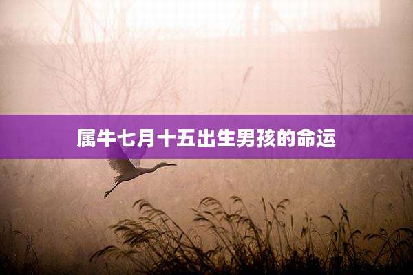 属牛七月十五出生男孩的命运