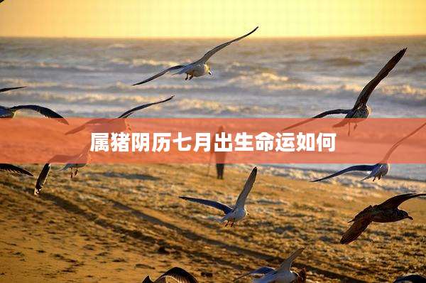 属猪阴历七月出生命运如何