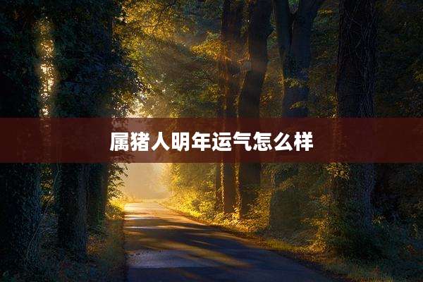 属猪人明年运气怎么样