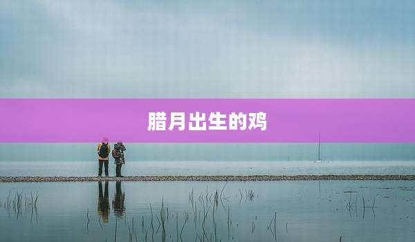 腊月出生的鸡