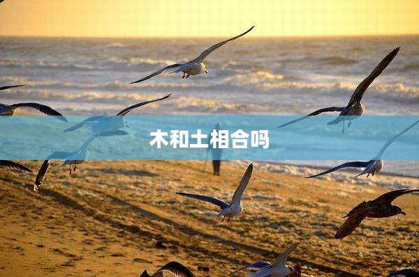 木和土相合吗