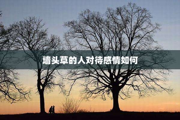 墙头草的人对待感情如何