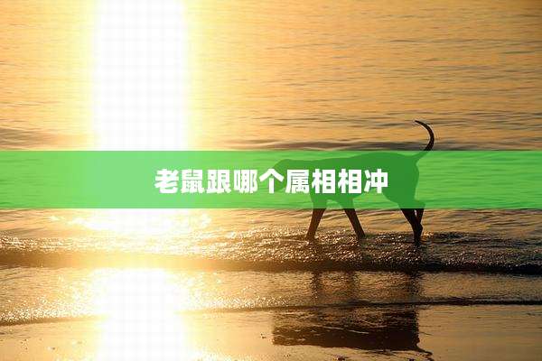 老鼠跟哪个属相相冲