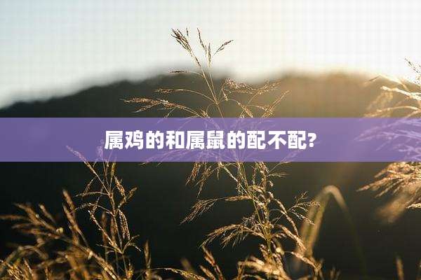 属鸡的和属鼠的配不配?