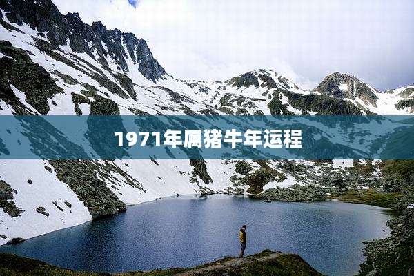 1971年属猪牛年运程