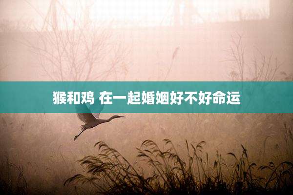 猴和鸡 在一起婚姻好不好命运