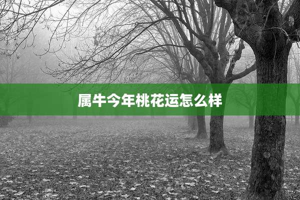属牛今年桃花运怎么样