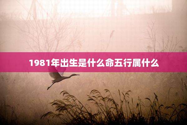 1981年出生是什么命五行属什么