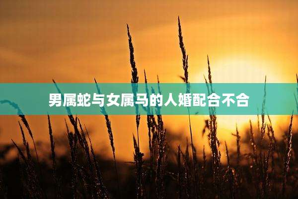 男属蛇与女属马的人婚配合不合