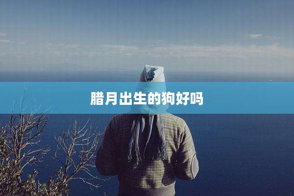 腊月出生的狗好吗