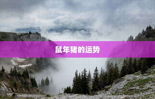 鼠年猪的运势
