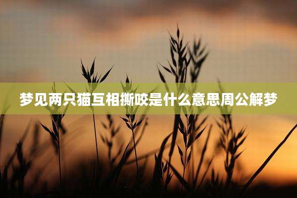 梦见两只猫互相撕咬是什么意思周公解梦