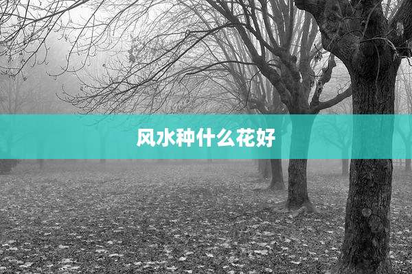 风水种什么花好