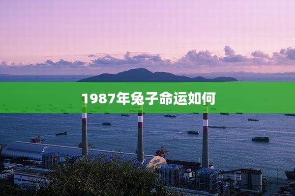 1987年兔子命运如何