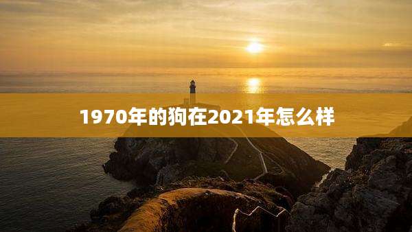 1970年的狗在2021年怎么样