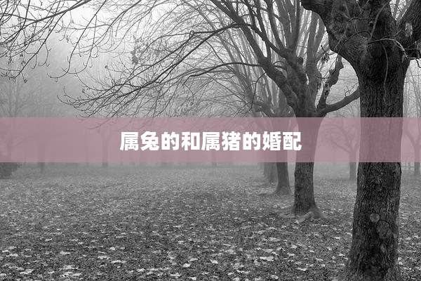 属兔的和属猪的婚配