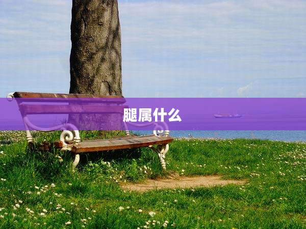 腿属什么