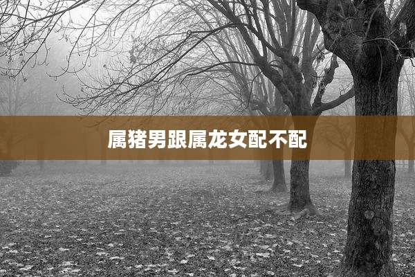 属猪男跟属龙女配不配