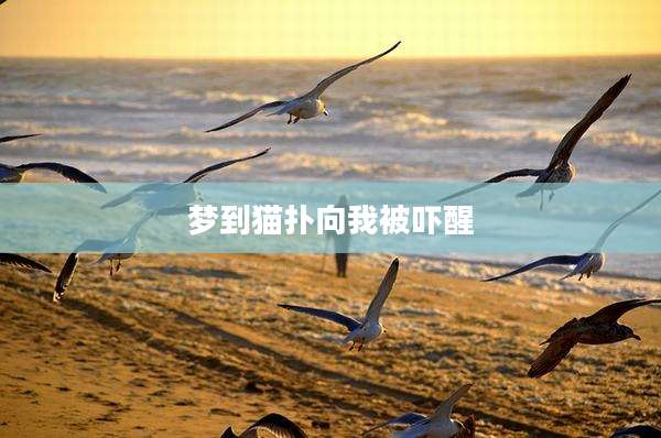梦到猫扑向我被吓醒